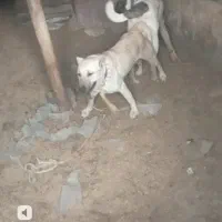 سگ ماده سرابی