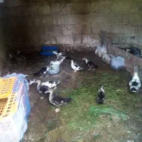 فروش جوجه اردک