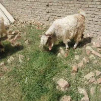 بز برای قربانی