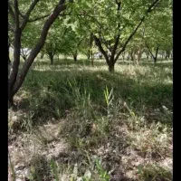 فروش باغ ویلا کنگاور سرپل حاج امیر ۱۸۵۰ متر