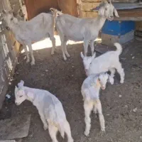 سلام دوستان فروش دوتا بز باستا کهره چهل روزه