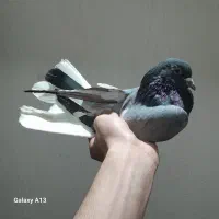 کفتر سبز دم سفید نر