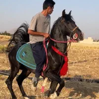 اسب نریون مشکی