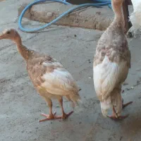 مرغ جوجه مرغ  قاز  اوردک و بوقلمون