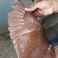 کبوتر ساده افشان نر