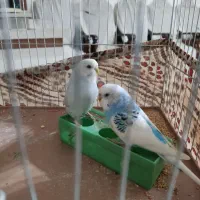 مرغ عشق نر سفید آبی ماده آبی داخل عکس معلومه