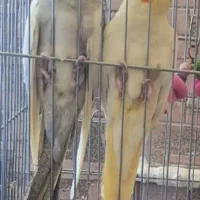 عروس هلندی نر و ماده
