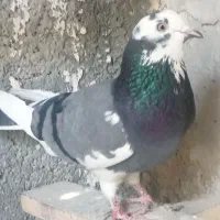 کبوتر|پرنده|محمدیار, |دیوار