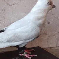 کفتر