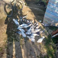 کبوتر