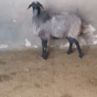 قصاب ، میش ، بره ، گاو
