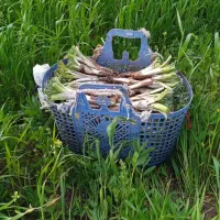 کنگر تازه