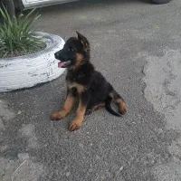 توله سگ ژرمن ماده