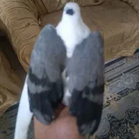 کفتر