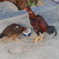 مرغ و خروس لاری