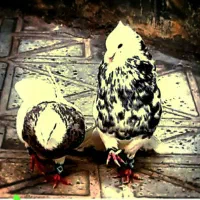 دسته کبوتر زد خوردی