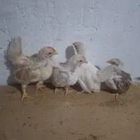 جوجه مینیاتوری ۲ماهه  اصل ریز جثه  دومرغ دوخروس