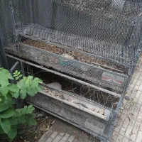 قفس مرغ وخروس