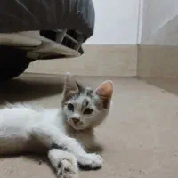 واگذاری بچه گربه