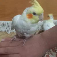 جوجه عروس هلندی