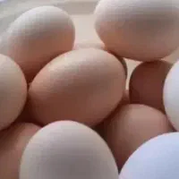 تخم پلیموت آمریکایی نطفه دار