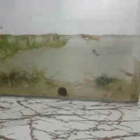 ماهی گوپی از نژاد سیلور