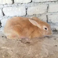 خرگوش بالغ ماده