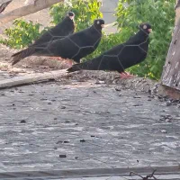 زاغ ابادانی