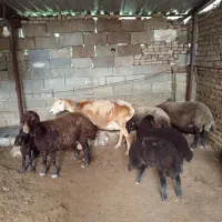 چهار راس گوسفندوره مار داشتی بشرط