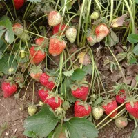 توت فرنگی(فروش)