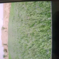 آبیاری بارانی