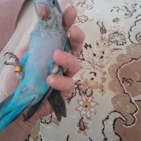 راهب ابی جوجه