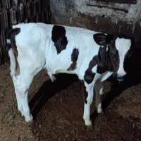 گوساله نر یک ماهه