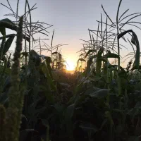 یونجه ، علف