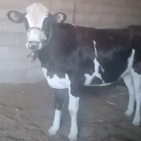 گوساله نخری سیمینتال