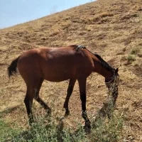 اسب|اسب و تجهیزات اسب‌سواری|سارال, |دیوار