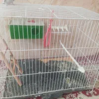 قفس