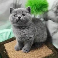 گربه بریتیش ۲ ماهه