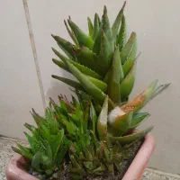 فروش۳عدد گیاه کاکتوس