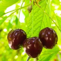 گیلاس تک دانه درجه یک و ارگانیک