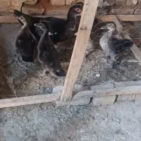 جوجه طاووس و جوجه اردک اسرائیلی