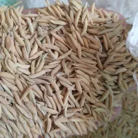 شالی فجر 90روزه تمیز