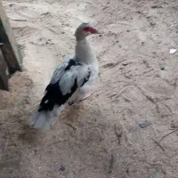 اردک اسراعیلی ماده