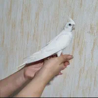 عروس هلندی آلبینو ۶ ماهه