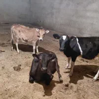 سه تا گوساله جوان سرحال
