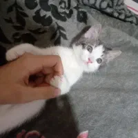 گربه سه ماهه