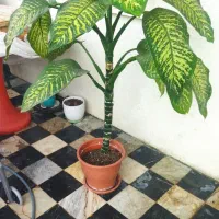 گل آپارتمانی خوشکل