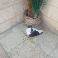 کفتر چپ سیاه گرفتنی