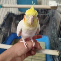 پرنده