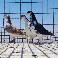 کفتر صید پرشی کفتر ساده پرشی خال  کفتر کشکلک